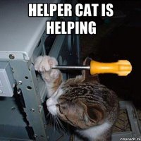 HELPER CAT IS HELPING 