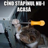 Cînd stăpînul nu-i acasă 