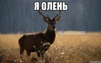 я олень 