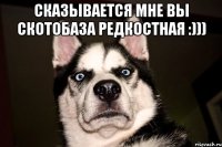 СКАЗЫВАЕТСЯ МНЕ вы скотобаза редкостная :))) 