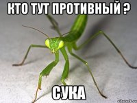 Кто тут противный ? сука