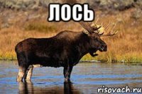 лось 