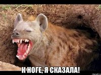  К НОГЕ, Я СКАЗАЛА!