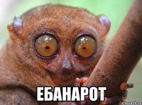  ЕБАНАРОТ
