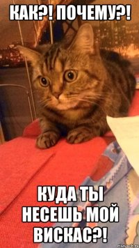 Как?! Почему?! Куда ты несешь мой вискас?!