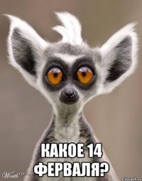  Какое 14 ферваля?
