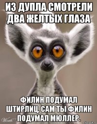 Из дупла смотрели два желтых глаза Филин подумал штирлиц, сам ты филин подумал мюллер.