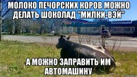 молоко печорских коров можно делать шоколад "Милки-вэй" а можно заправить им автомашину