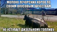 молоко печорских коров по своим вкусовым качествам не уступает дизельному топливу