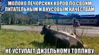 молоко печорских коров по своим питательным и вкусовым качествам не уступает дизельному топливу
