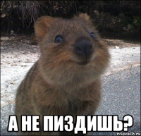  а не пиздишь?