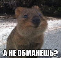  а не обманешь?