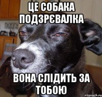 це собака подзрєвалка вона слідить за тобою