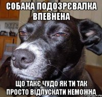 собака подозрєвалка впевнена що такє чудо як ти так просто відпускати неможна