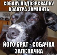 собаку подозрєвалку взавтра замінить його брат - собачка залєпачка