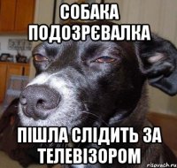 собака подозрєвалка пішла слідить за телевізором