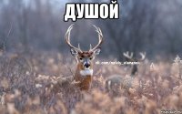 Душой 