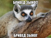 БРИВЕД ЗЫНОГ! Бривед зыног