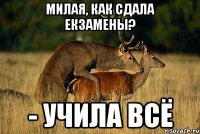 милая, как сдала екзамены? - учила всё