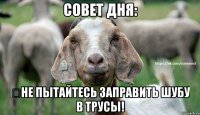 Совет дня: ﻿Не пытайтесь заправить шубу в трусы!