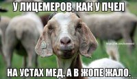 У лицемеров, как у пчел на устах мед, а в жопе жало.