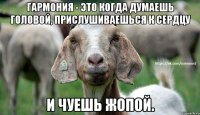 Гармония - это когда думаешь головой, прислушиваешься к сердцу и чуешь жопой.