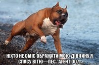  Ніхто не сміє ображати мою дівчину.Я спасу Вітю—пес "агент 007"
