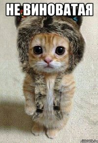 не виноватая 