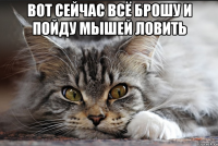 ВОТ СЕЙЧАС ВСЁ БРОШУ И ПОЙДУ МЫШЕЙ ЛОВИТЬ 