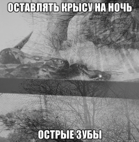 оставлять крысу на ночь острые зубы