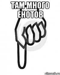 там много енотов 