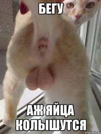 бегу аж яйца колышутся