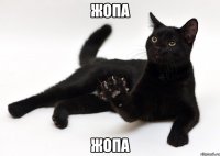 ЖОПА ЖОПА