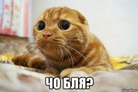  чо бля?