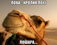 Пока....кролик лох) лошара....