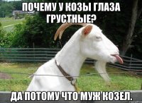 Почему у козы глаза грустные? Да потому что муж козел.