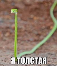  Я толстая