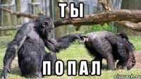 т ы п о п а л
