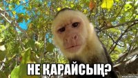  Не қарайсың?