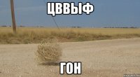 цввыф гон