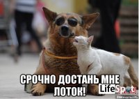  срочно достань мне лоток!