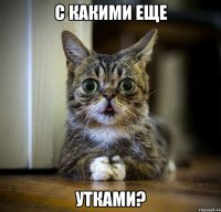 С какими еще Утками?