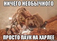 ничего необычного просто паук на харлее