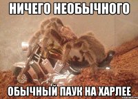 ничего необычного обычный паук на харлее