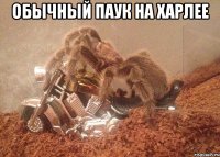 обычный паук на харлее 