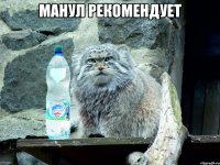 манул рекомендует 