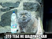  Это тебе не шадринская