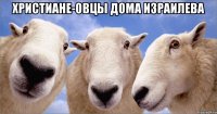 христиане-овцы дома израилева 