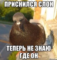 приснился слон теперь не знаю где он