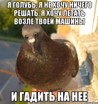 я голубь, я не хочу ничего решать. Я хочу летать возле твоей машины и гадить на нее
